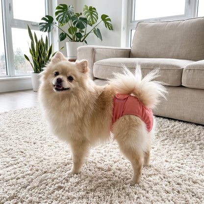 PawCover
